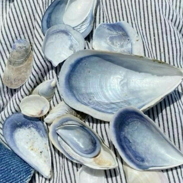 A cluster of blue and white mussels on a blue and white striped fabric background.